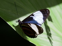 Heliconius cydno