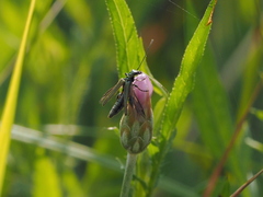 Oedemera nobilis