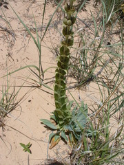 Penstemon buckleyi