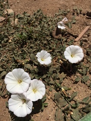Convolvulus arvensis