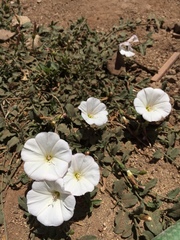 Convolvulus arvensis