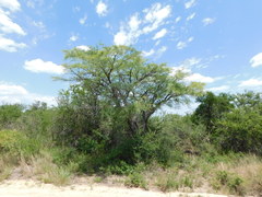 Prosopis chilensis