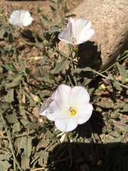 Convolvulus arvensis