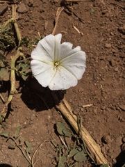 Convolvulus arvensis