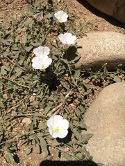 Convolvulus arvensis