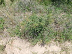 Condalia montana