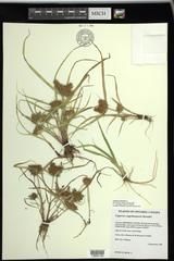 Cyperus engelmannii