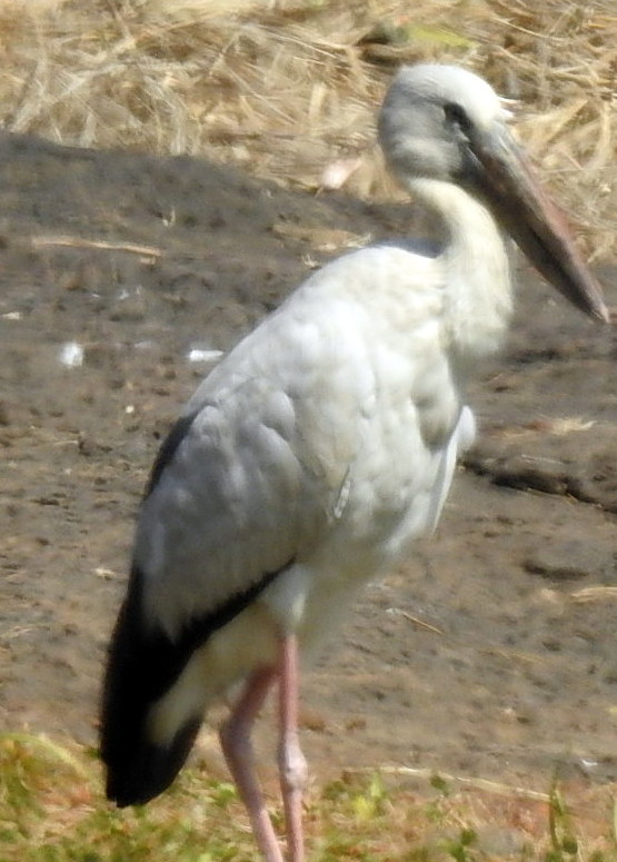 Asian Openbill