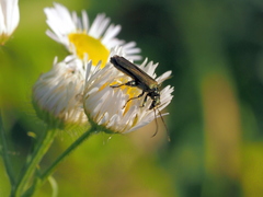 Oedemera virescens