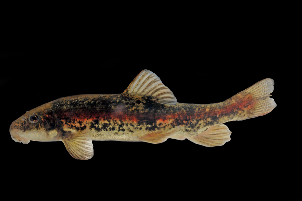 Rio Grande sucker