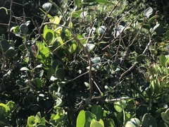 Dovyalis rotundifolia