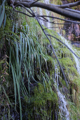 Gladiolus buckerveldii