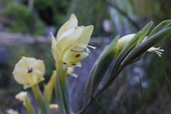 Gladiolus buckerveldii