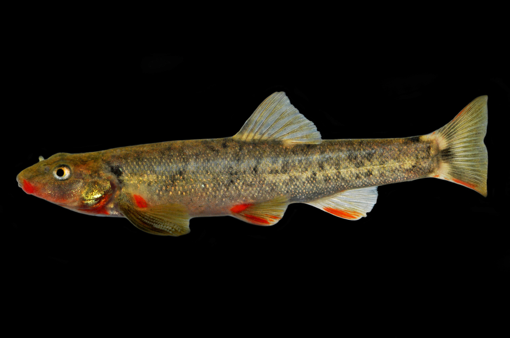 Loach Minnow