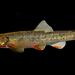 Loach Minnow - Photo (c) Tom Kennedy, some rights reserved (CC BY-NC), uploaded by Tom Kennedy