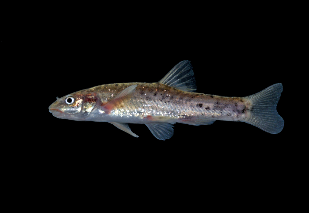 Speckled Dace from Grant County, NM, USA on April 30, 2011 at 08:00 PM ...