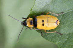 Chauliognathus missionum