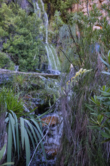 Gladiolus buckerveldii