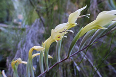 Gladiolus buckerveldii