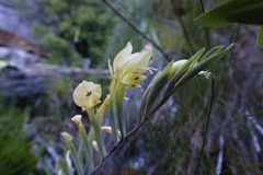 Gladiolus buckerveldii