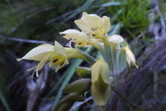 Gladiolus buckerveldii