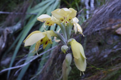 Gladiolus buckerveldii
