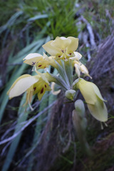 Gladiolus buckerveldii