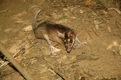 Brown Four-Eyed Opossum photo 1