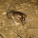 Brown Four-eyed Opossums - Photo (c) Diogo Loretto, some rights reserved (CC BY-NC), uploaded by Diogo Loretto