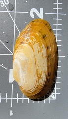 Cambarunio taeniatus