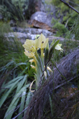 Gladiolus buckerveldii