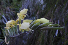 Gladiolus buckerveldii