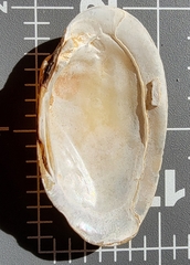 Cambarunio taeniatus