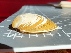 Cambarunio taeniatus