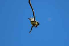 Tyrannus melancholicus