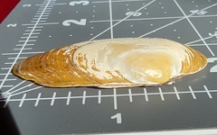 Cambarunio taeniatus