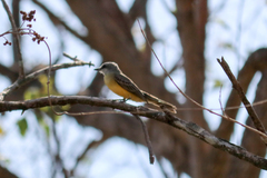 Tyrannus melancholicus