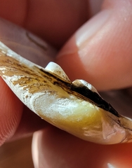 Cambarunio taeniatus