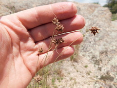 Bulbostylis juncoides