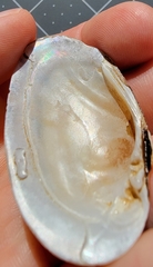 Cambarunio taeniatus