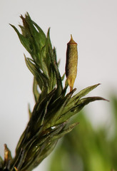 Lewinskya elegans