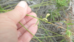 Rhynchosia leucoscias