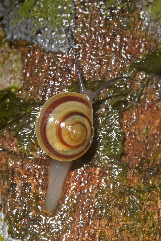 Helicina unizonata