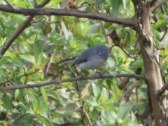 Polioptila caerulea image