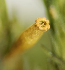 Lewinskya elegans