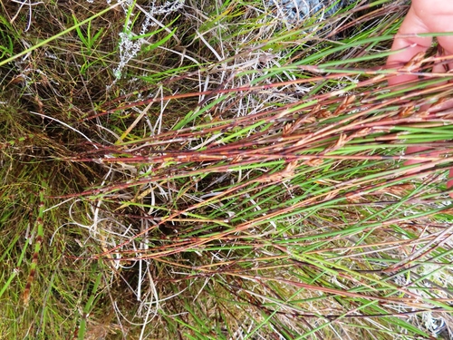 Image of Restio multiflorus by (c) linkie, some rights reserved (CC BY)