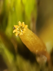 Lewinskya elegans