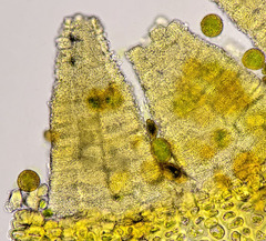 Lewinskya elegans