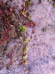 Salicornia natalensis