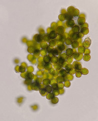 Lewinskya elegans